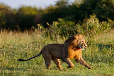 4 kph). . How fast can a lion run 100 yards